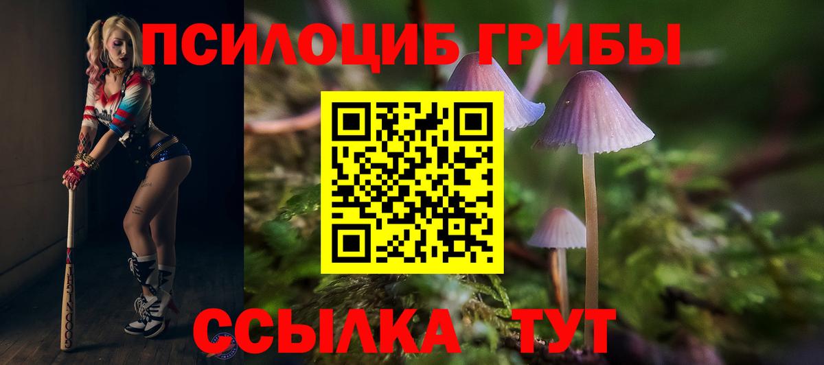 Псилоцибиновые грибы Psilocybine cubensis Волжский